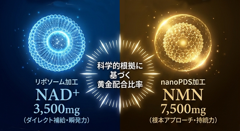 2. リポソームNAD+の力